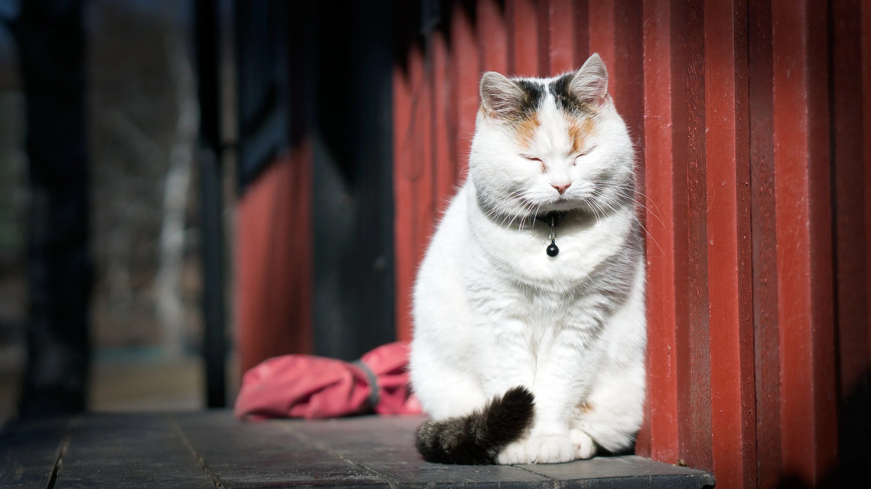 Фото сидящей кошки. Сидячий кот. Сидячая кошка. Коты сидят. Котик сидит.