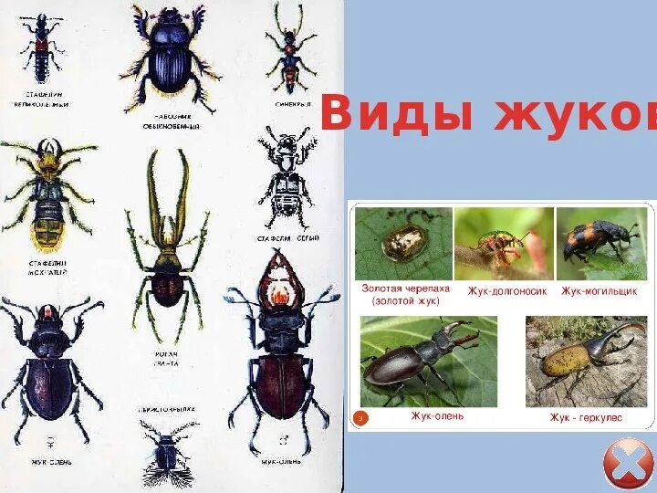 Жук математик. Разновидности жуков. жук плакат. жуков плакат.