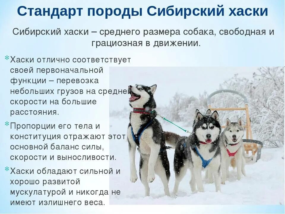 Хаски описание характера