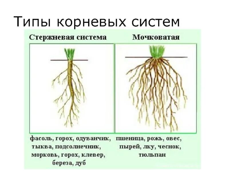 Какое строение имеет пшеница