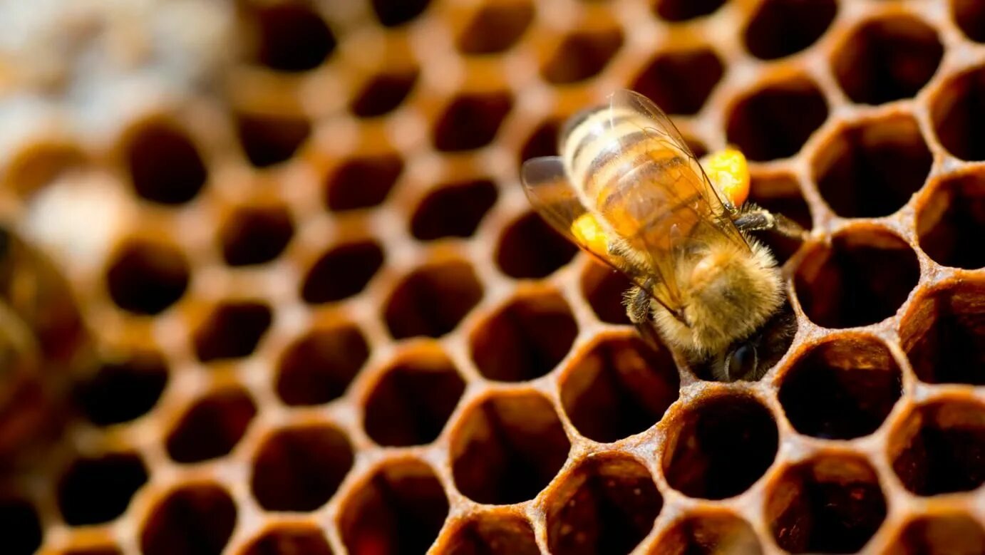 Bees deep