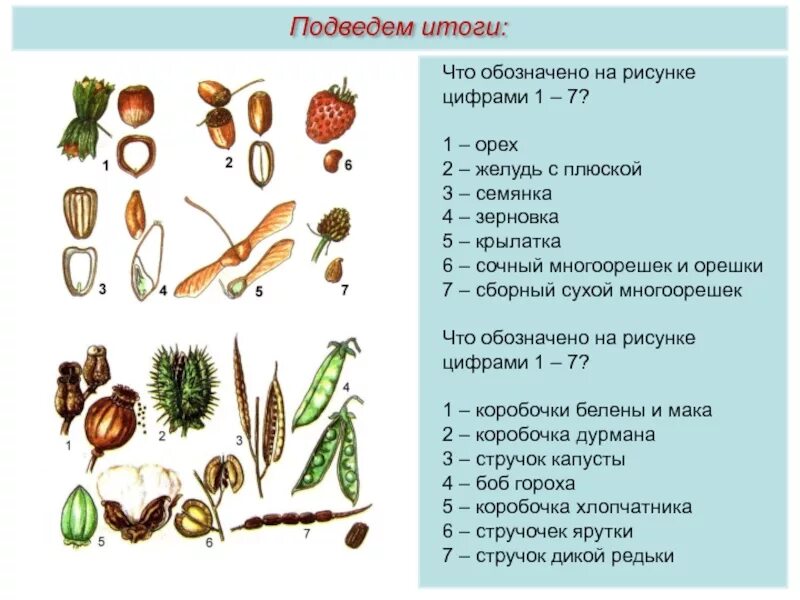 Какие типы плодов изображены на рисунке. Многосемянка и многоорешек. Типы растений семена. Строение плодов и семян. Типы плодов растений.