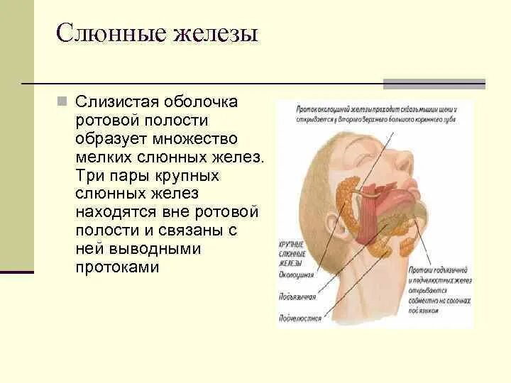 Строение ротовой полости слюнные железы. Структура слюнных желез анатомия. Слюнные железы строение расположение функции. Строение лица человека анатомия слюнных желез.