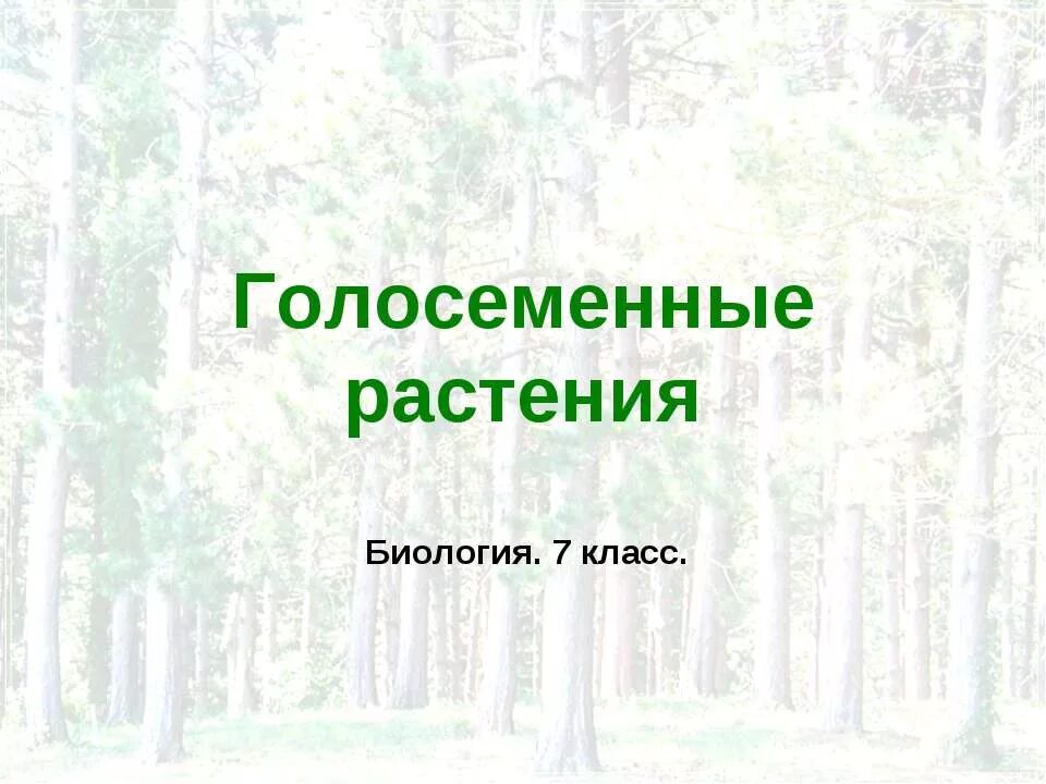 Лэпбук Голосеменные растения. Проект на тему Голосеменные растения 6 класс. Проект по биологии класс на тему Голосеменные. Голосеменные растения презентация 5 класс.