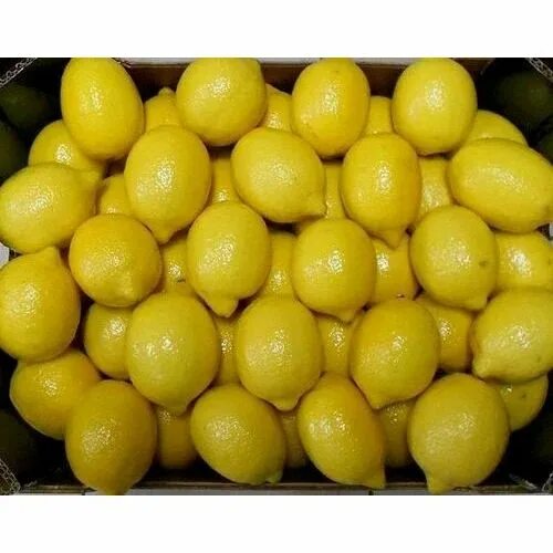 Лимон продали. Лимоны оптом. Лимон продали. Египетские лимончики. Саженец лимона.