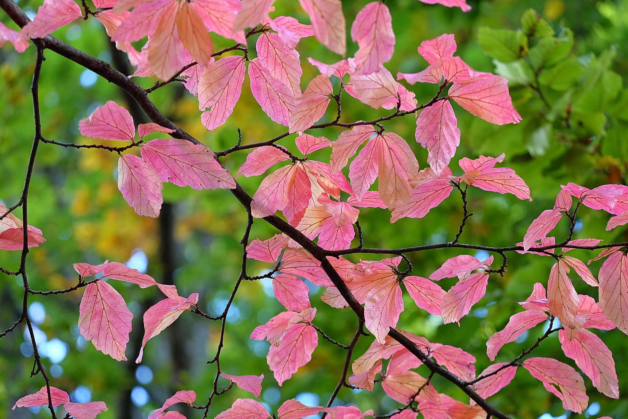 Дерево срощовыми листьями. Розовый лист. Дерево с розовыми листьями. Листва.