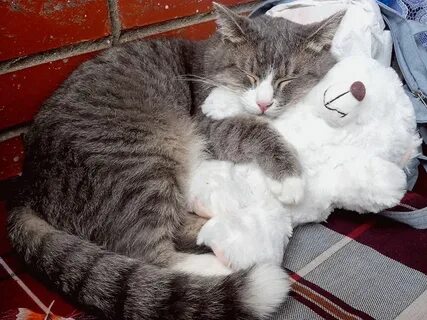 Кошка стала ласковой