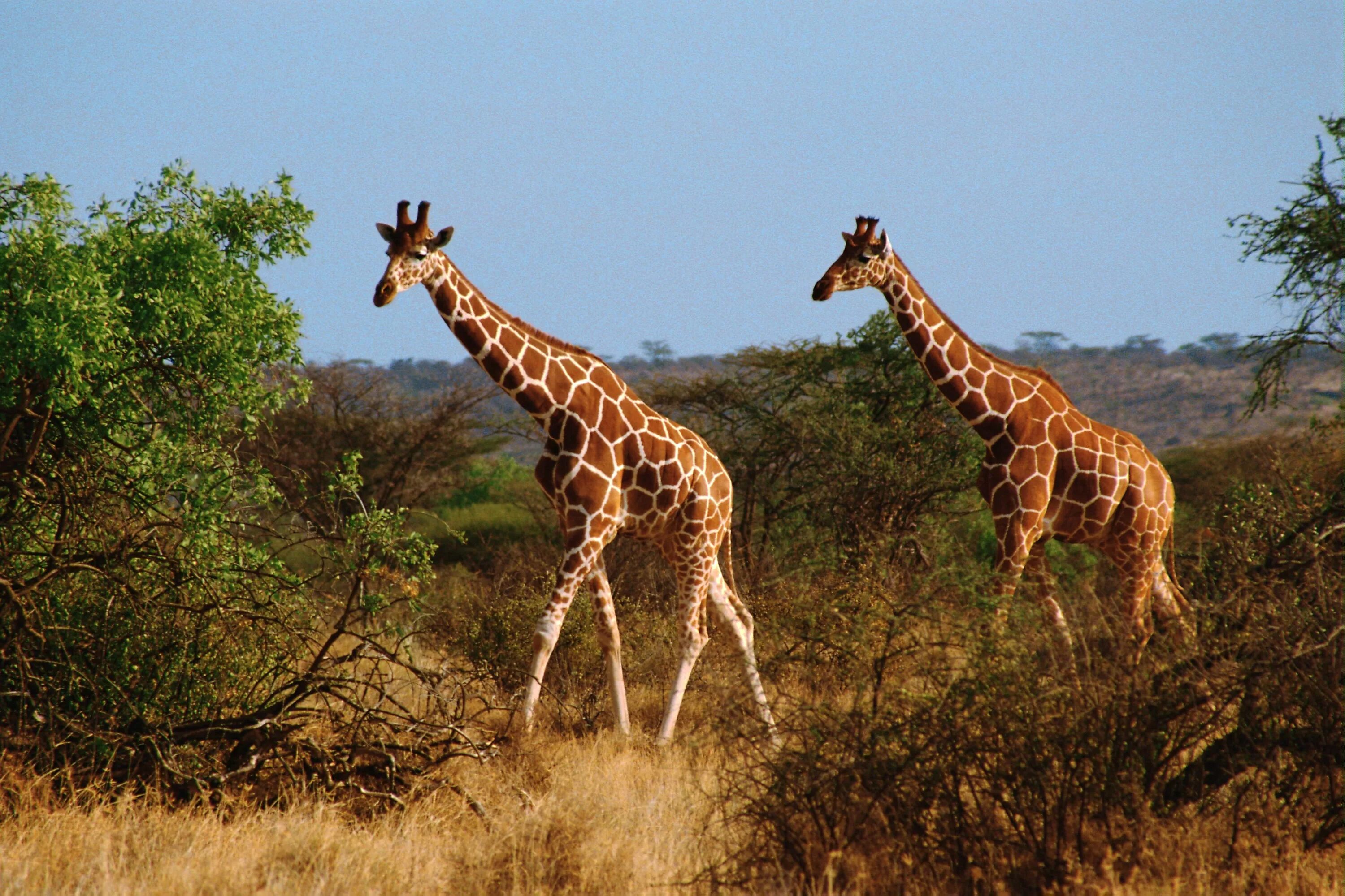 Животных Африки. Жираф. Жирафы в саванне. Африканские звери. Жираф африканское животное