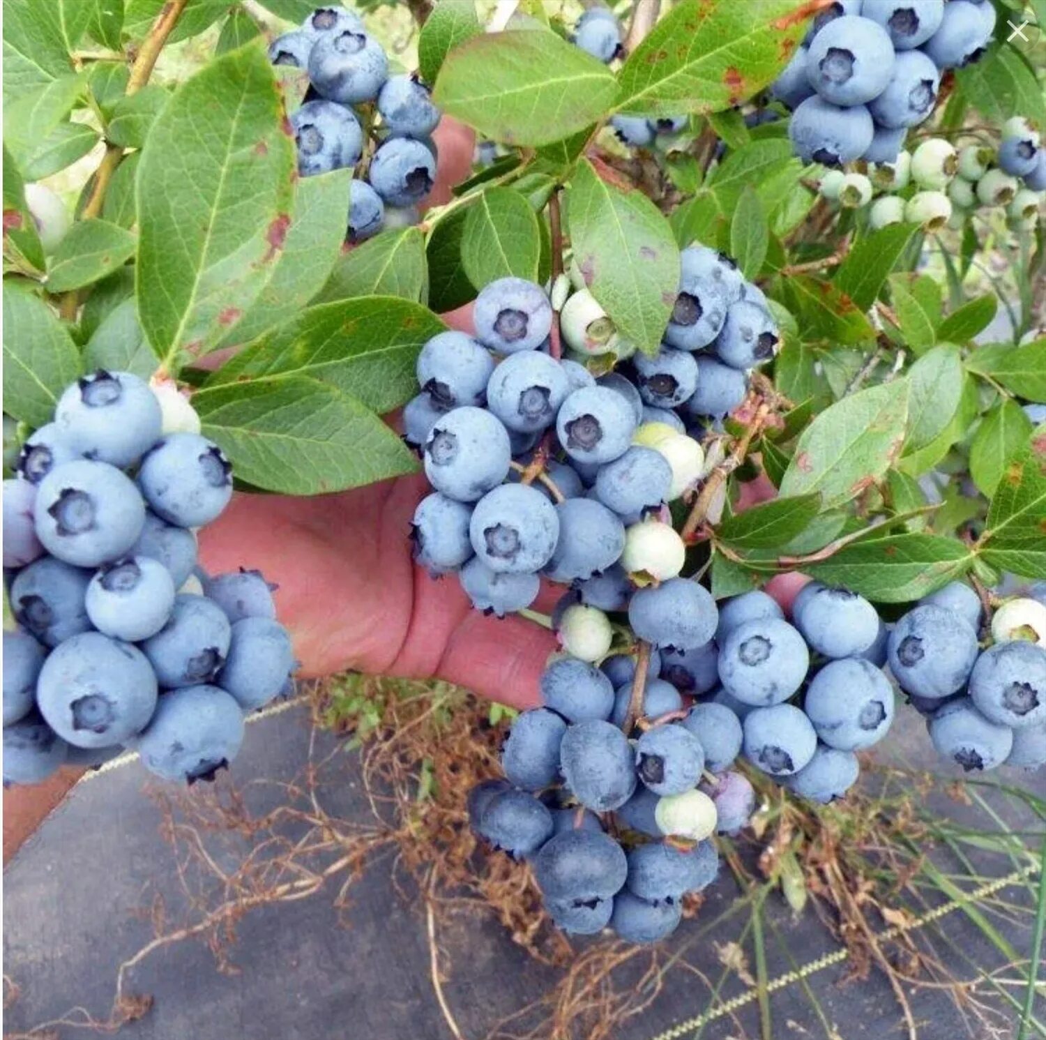 Саженцы черники садовой. Голубика Блюголд. Голубика Садовая Bluegold. Голубика сорт Норд Кантри. Саженцы голубика Блюголд.