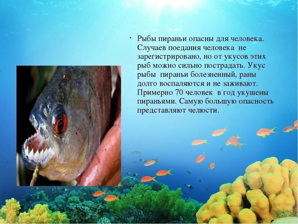 Доклад про пиранью. Пиранья рыба опасная для человека. Факты о пираньях.