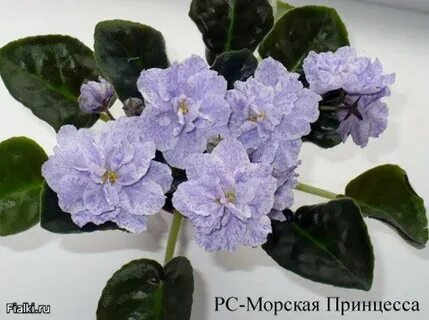 Фиалка морская принцесса