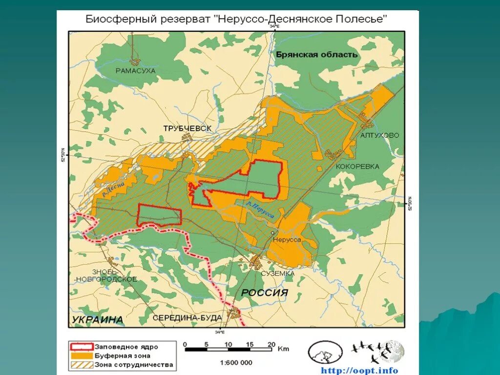 Какая природная зона в брянской области. Заповедник Брянский лес на карте. Границы заповедника Брянский лес на карте Брянской области. Брянский заповедник Брянский лес карта. Заповедник Брянский лес территория.