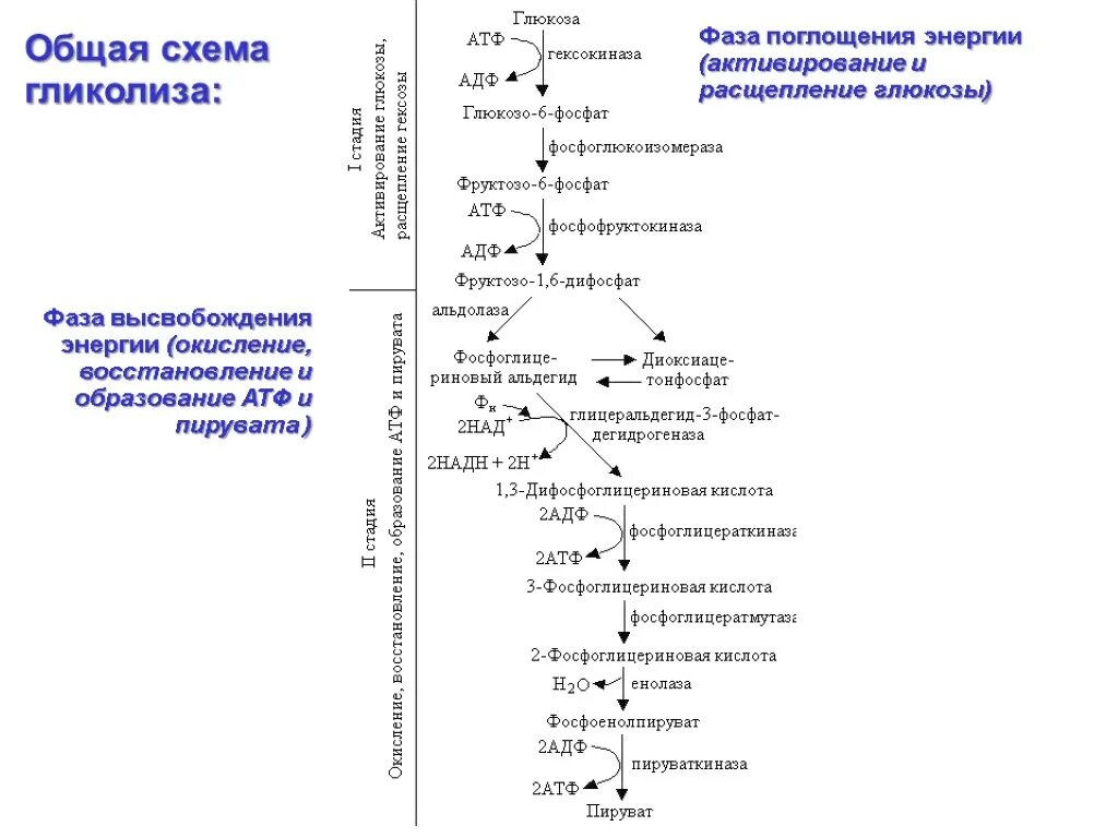 Гликолиз окисление схема. Схема и стадии гликолитического распада Глюкозы. Общая схема гликолиза. Гликолиз схема процесса. Последовательность процессов при окислении фруктозы