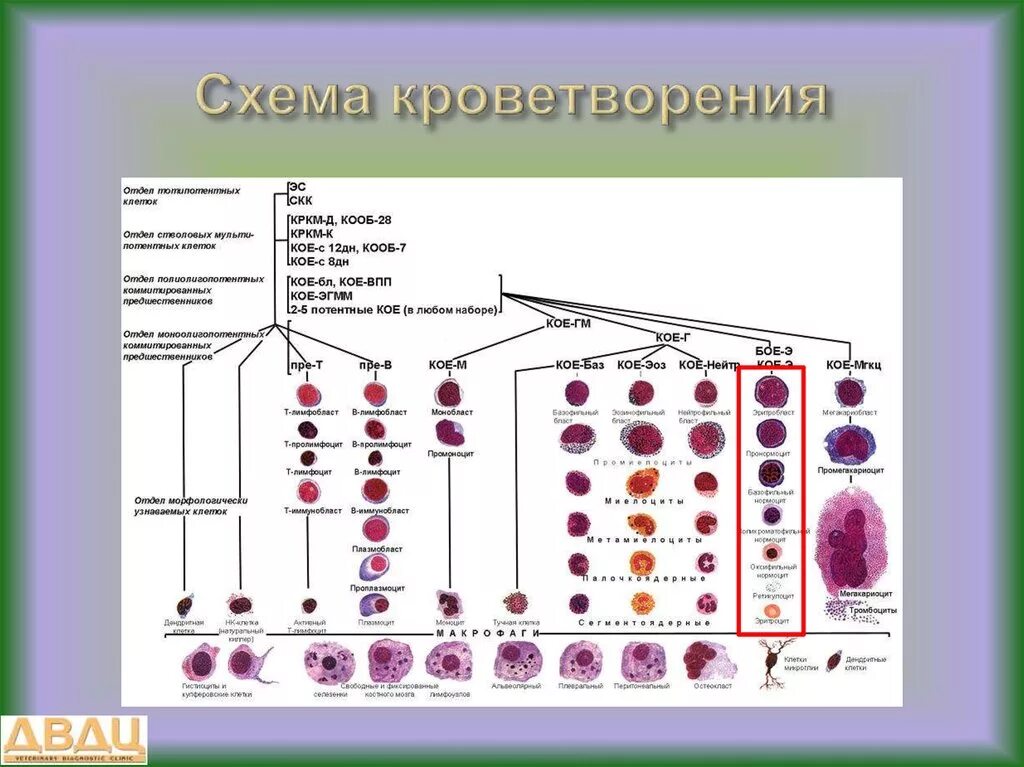 Органы гемопоэза. Схема кроветворения Черткова. Схема кроветворения гематология Черткова. Гемопоэз современная схема кроветворения. Схема постэмбрионального гемопоэза.