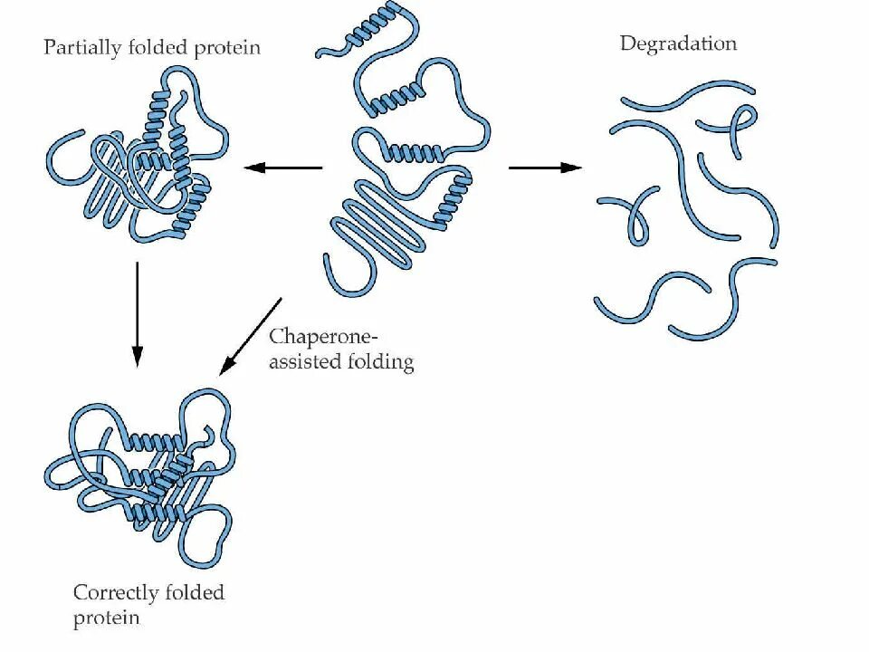 Модификация белковых молекул происходит. Биологическая роль реакций химической модификации белков. Модификация белковых молекул происходит. Сигнальный пептид это биохимия. Посттрансляционные модификации полипептидной цепи.