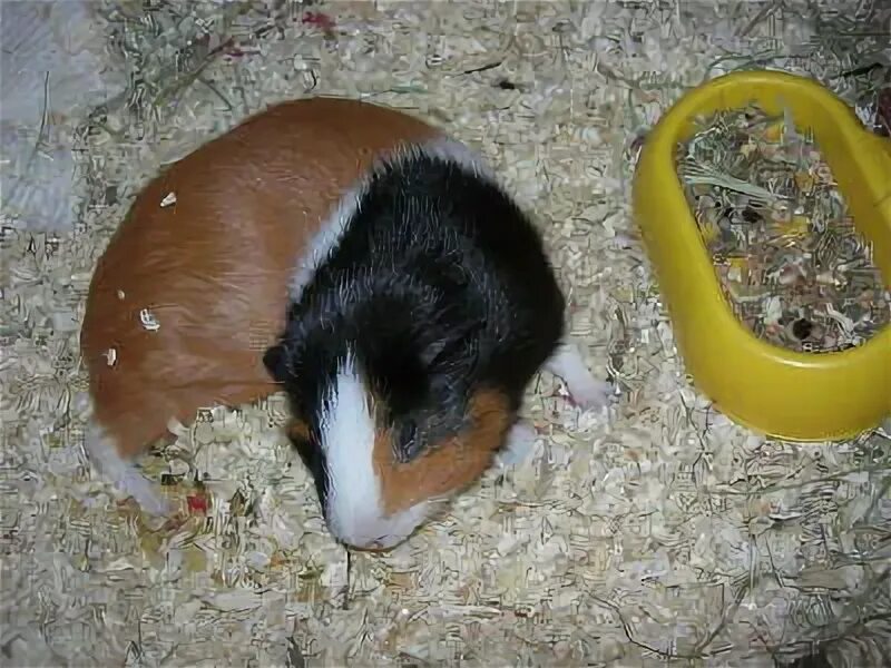 How to Trim Guinea Pig Nails Pig nails, Guinea pigs, Trim nails