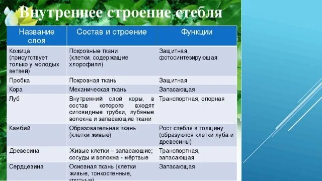 Биология 20 параграф 6 класс краткое содержание. Заполните таблицу строение стебля. Внутреннее строение стебля таблица 7 класс биология. Заполните таблицу внутреннее строение стебля. Строение и функции внутреннего строения стебля.