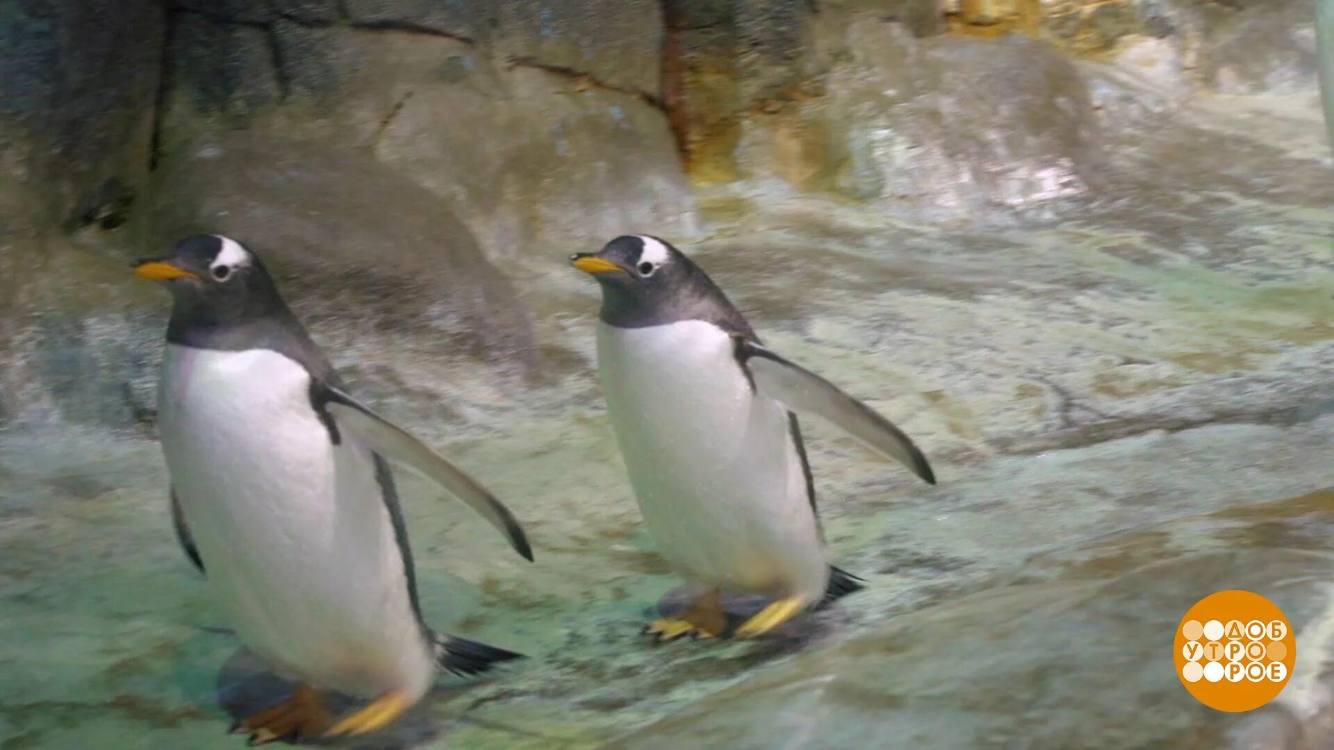 Московский зоопарк пингвины африканские. Как спят пингвины фото.