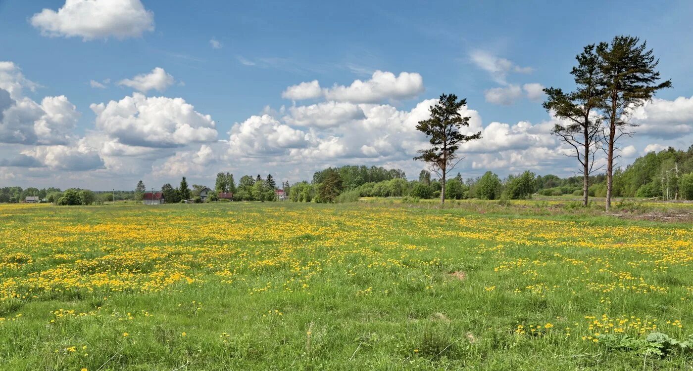 Прогноз погоды луг обл. Толмачево луга. луга костромы. луга костромского края.