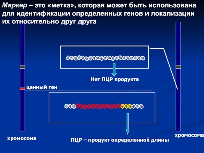 Метод днк идентификации. Молекулярно генетические методы ПЦР. ПЦР маркеры. Молекулярно генетические маркеры в селекции. Виды генетических маркеров.