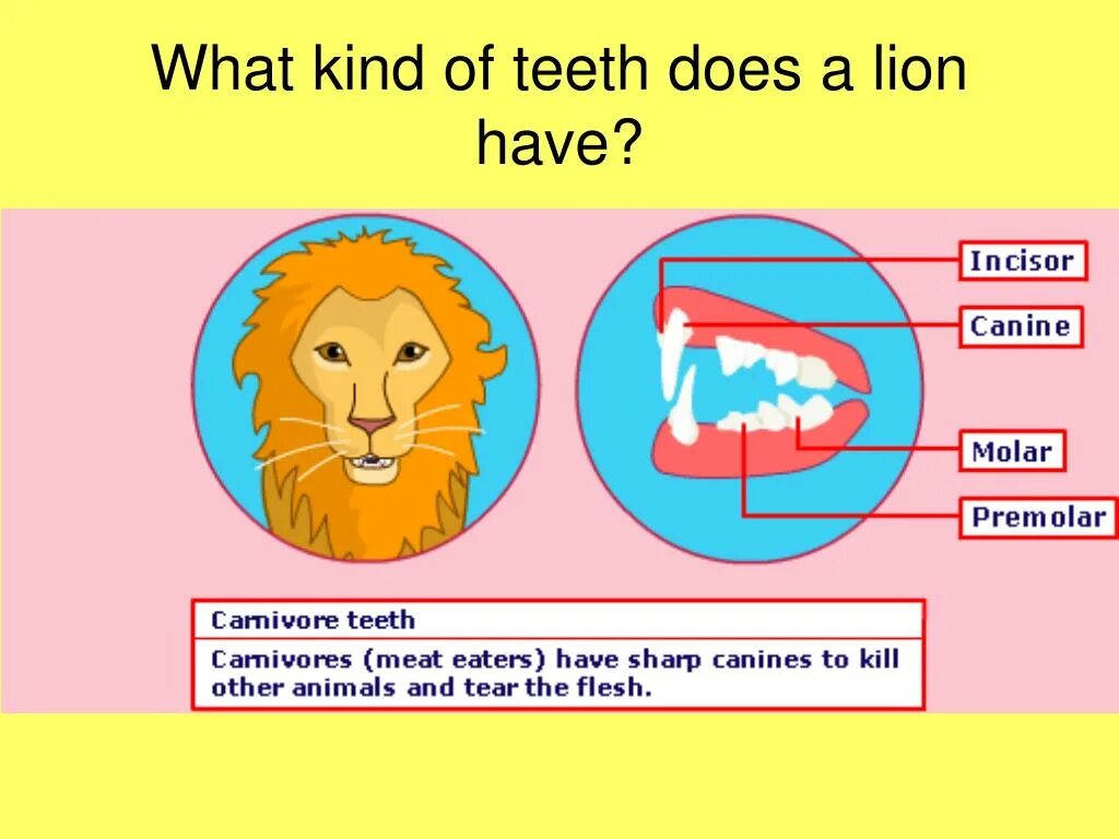 What kind of power. Kinds of teeth. предложения с what kind of. what kind of animals.