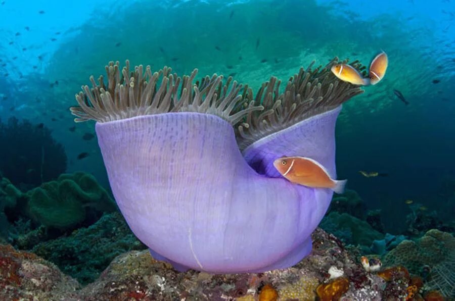 Сообщение удивительные обитатели мирового океана. Актиния Магнифика. Подводная актиния. Гетерактис Магнифика. Удивительные морские обитатели.