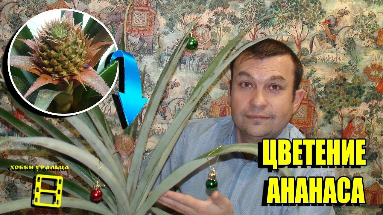 Как пересадить ананас. Цветение ананаса. как вырастить ананас. как посадить ананас.