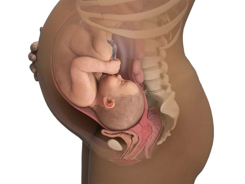 Ребёнок на 35 неделе беременности в животе. Ребенок в утробе 35 недель беременности. Ребёнок на 37 неделе беременности в утробе. Расположение малыша на 20 неделе беременности.
