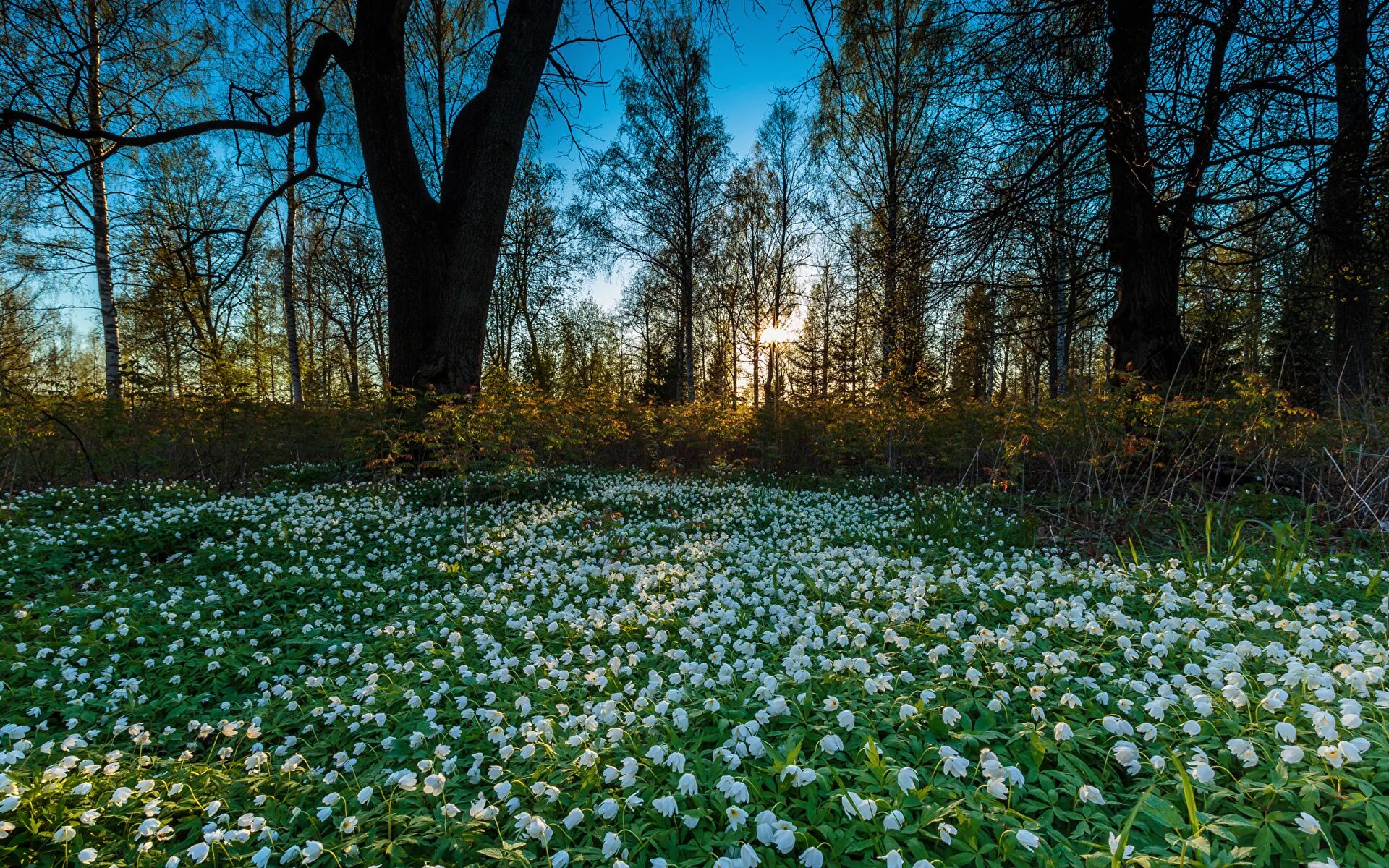 Подснежники, Ландыши, примулы. Весенний лес. Весенняя природа. Что есть весной в природе