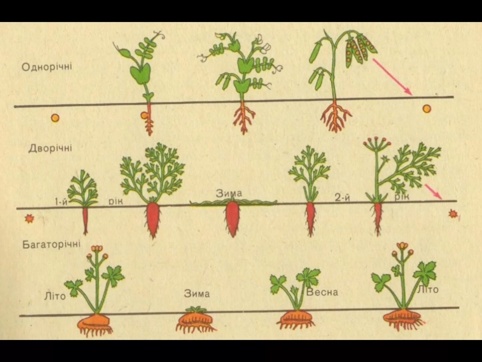 Срок жизни растения. Растения однолетние двулетние многолетние схема. Двулетние растения цикл развития. Цикл жизни однолетнего растения. Фазы развития двулетних растений.