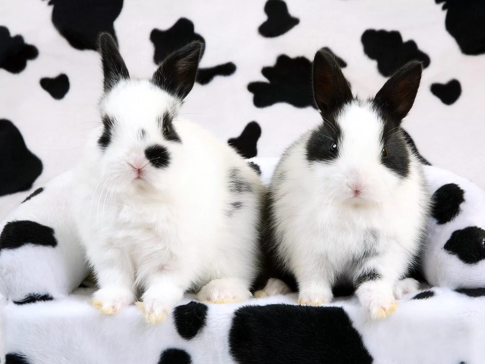 Six rabbits