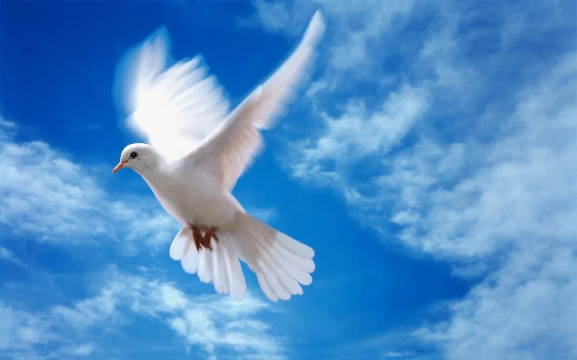 Мир над головой. Голуби в небе. Белый голубь.