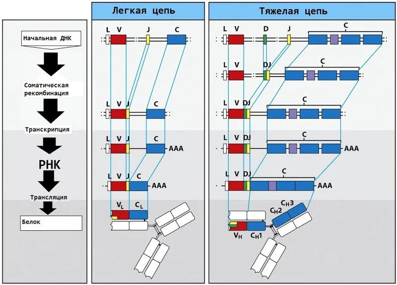 Иммунная система человека: биологический антивирус. Антивирусные базы / Habr