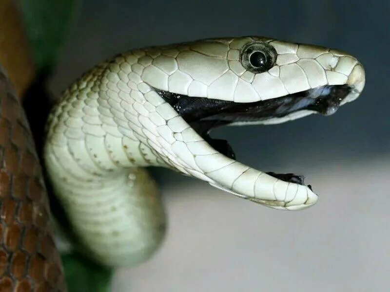 Змей 4 букв сканворд. Чёрная мамба змея. Самая ядовитая змея в мире черная мамба. Чёрная мамба Dendroaspis polylepis. Носатая энгидрина змея.