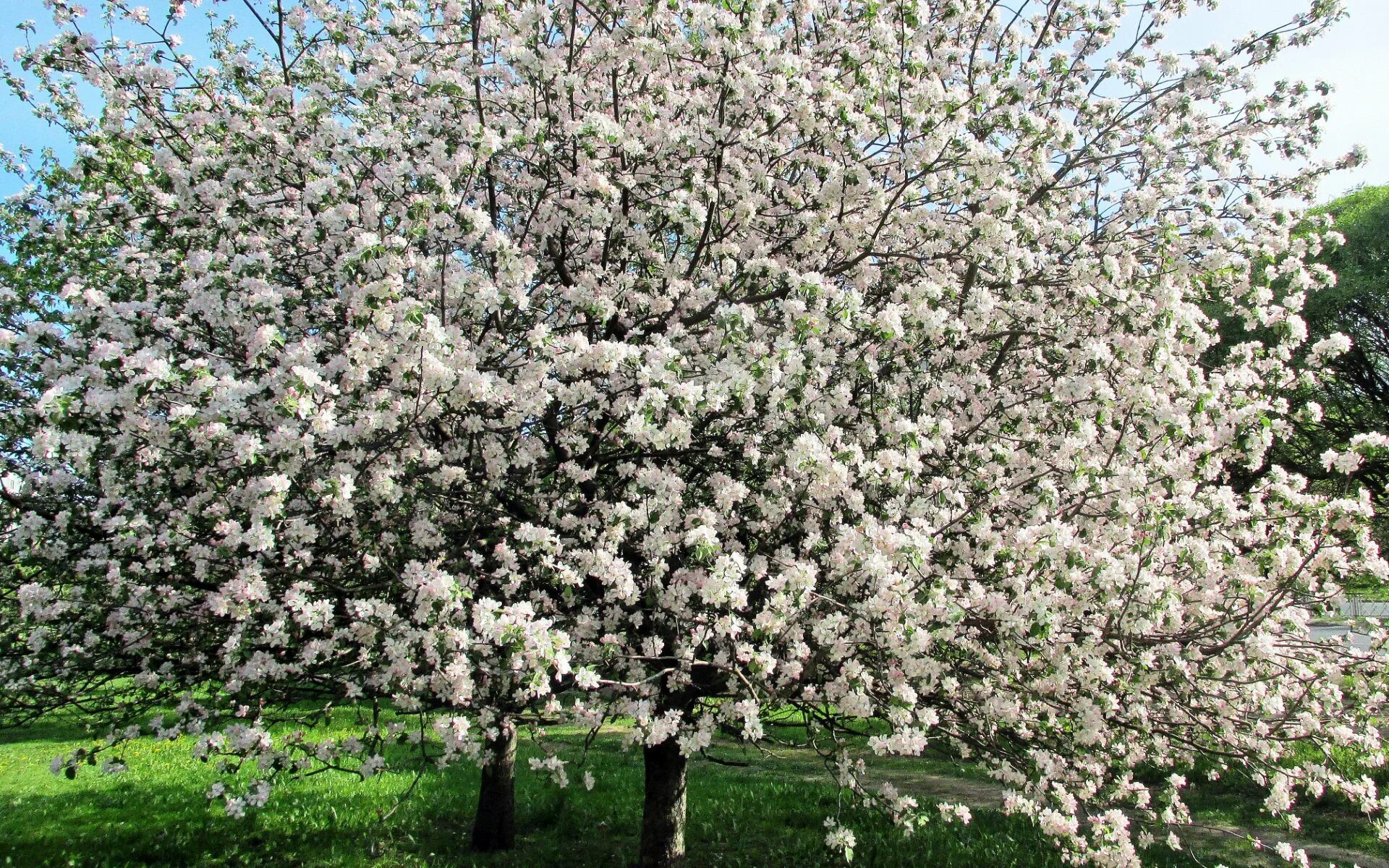 Антоновка цветение яблоня цветение. Яблоня Антей цветение. Яблоня “белый налив” цветение дерево. Яблоня David.