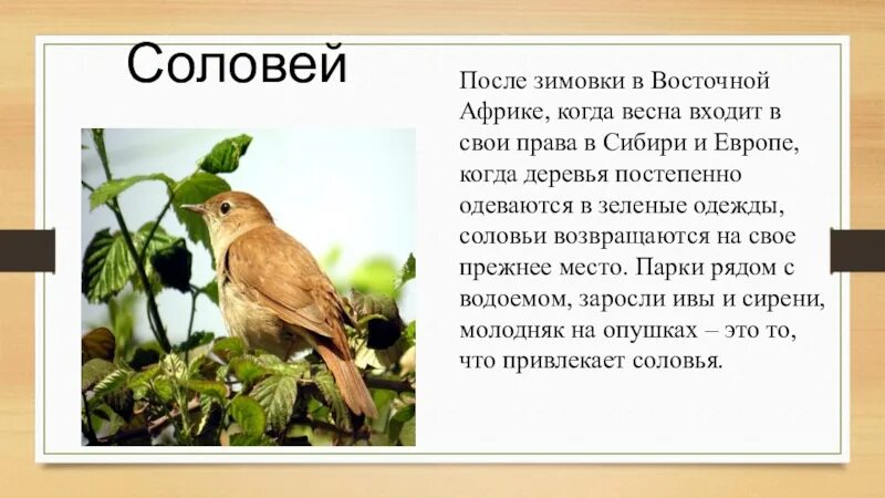 Соловей краткое описание птицы. Доклад про соловья. Проект про соловья. Сообщение о Соловье. Литература стих соловей