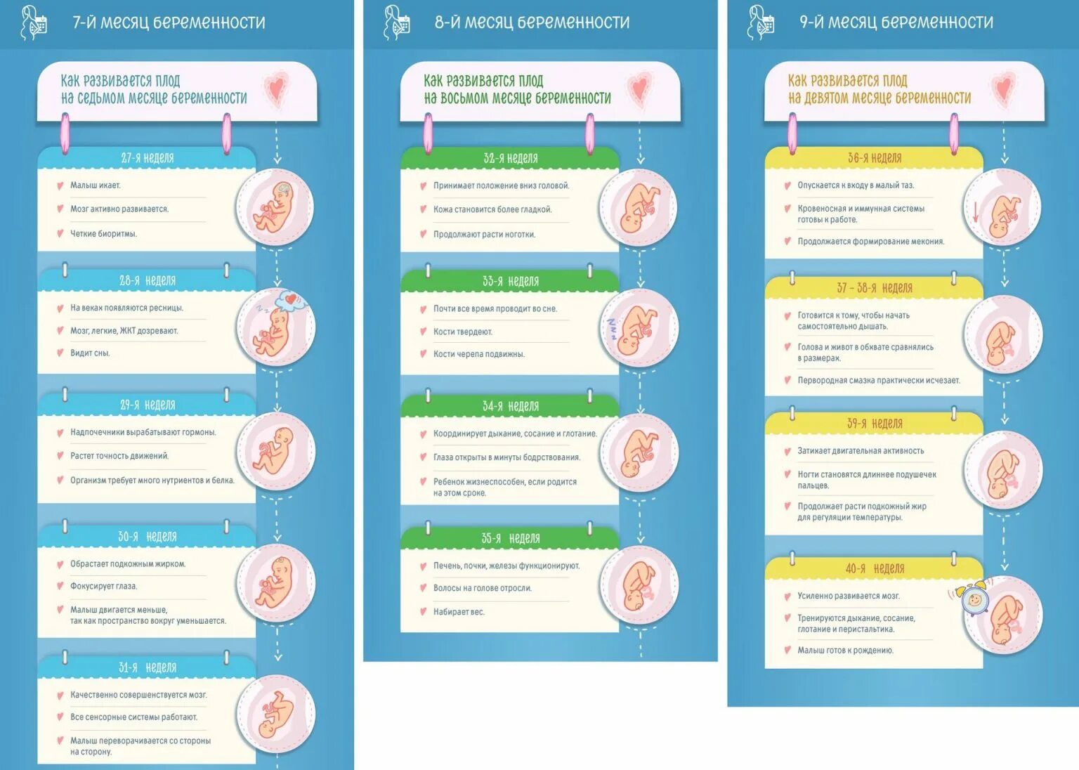 Как проходят триместры. Этапы формирования плода ребенка по неделям. Развитие беременности по месяцам. Развитие ребёнка по месяцам беременности. Плод по месяцам беременности.