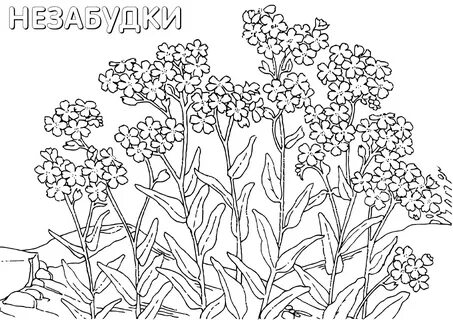 Названия раскрасок
