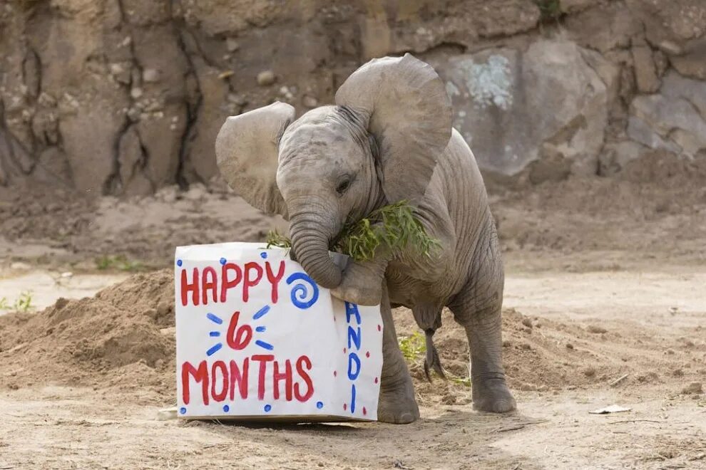 Elephant present. Прикольный Слоненок. Маленький Слоненок. Смешной Слоненок забор. Счастливый слон.