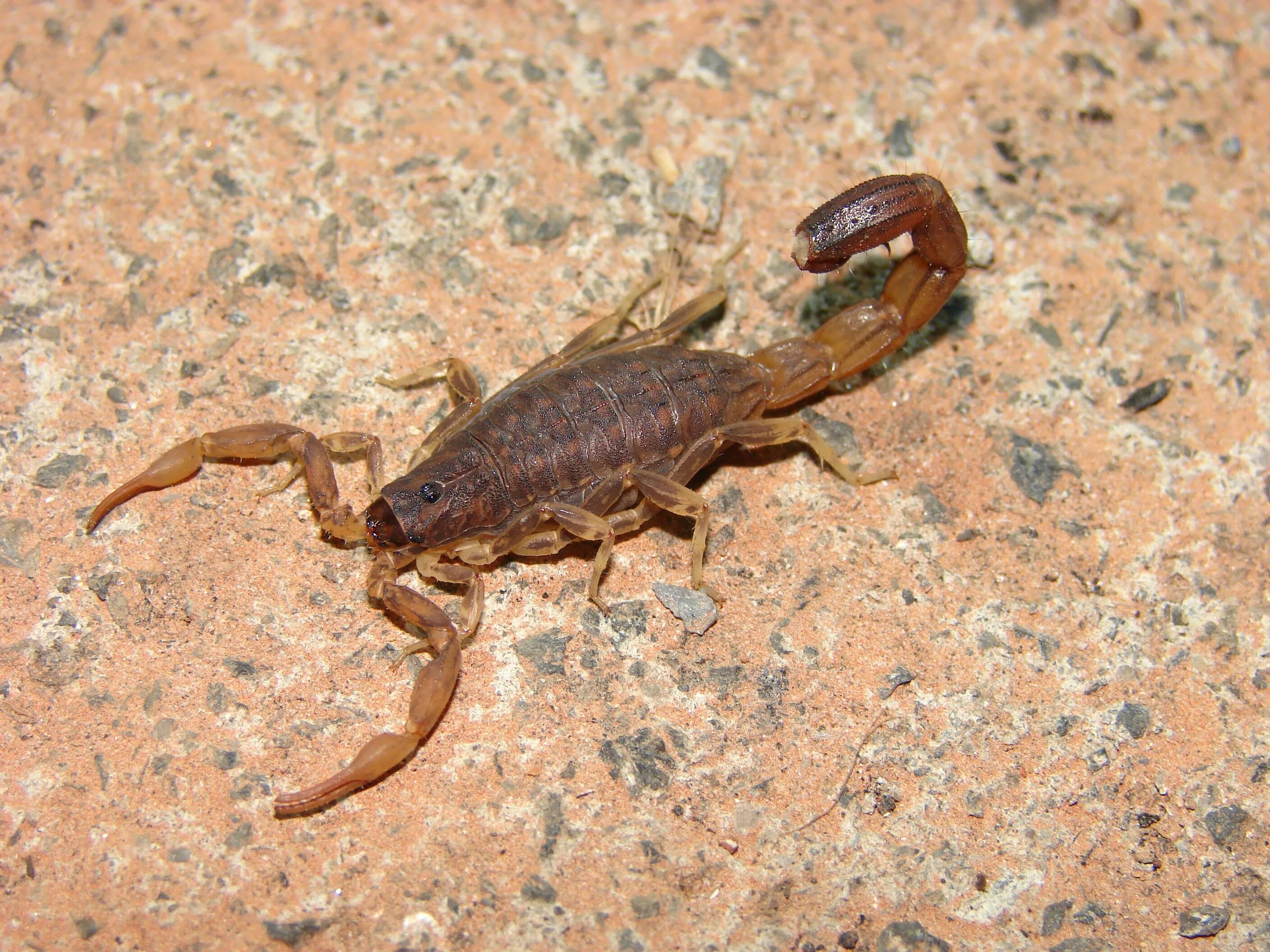Вайовидовые Скорпионы. Garypus Titanius. Mesobuthus martensii. Жук Скорпион.