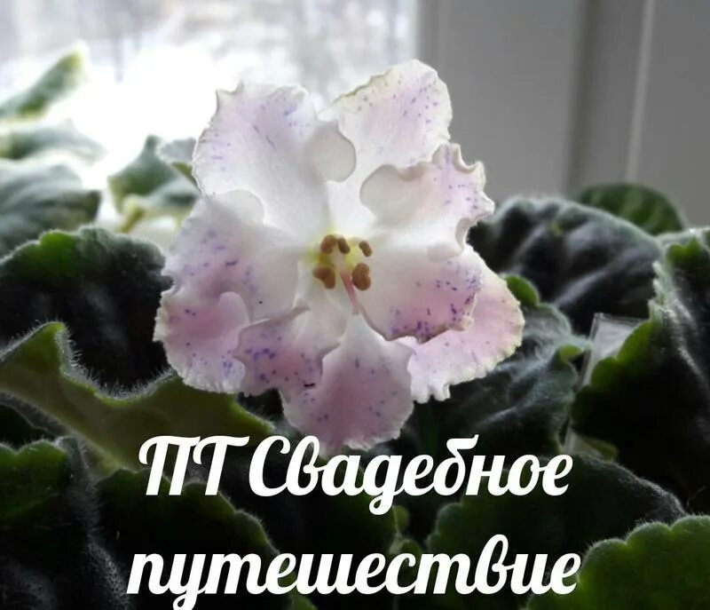Фиалка свадебное путешествие. Фиалка свадебное путешествие фото. Фиалка свадебное путешествие. Фиалка андромеда. Фиалка ав кринолин.