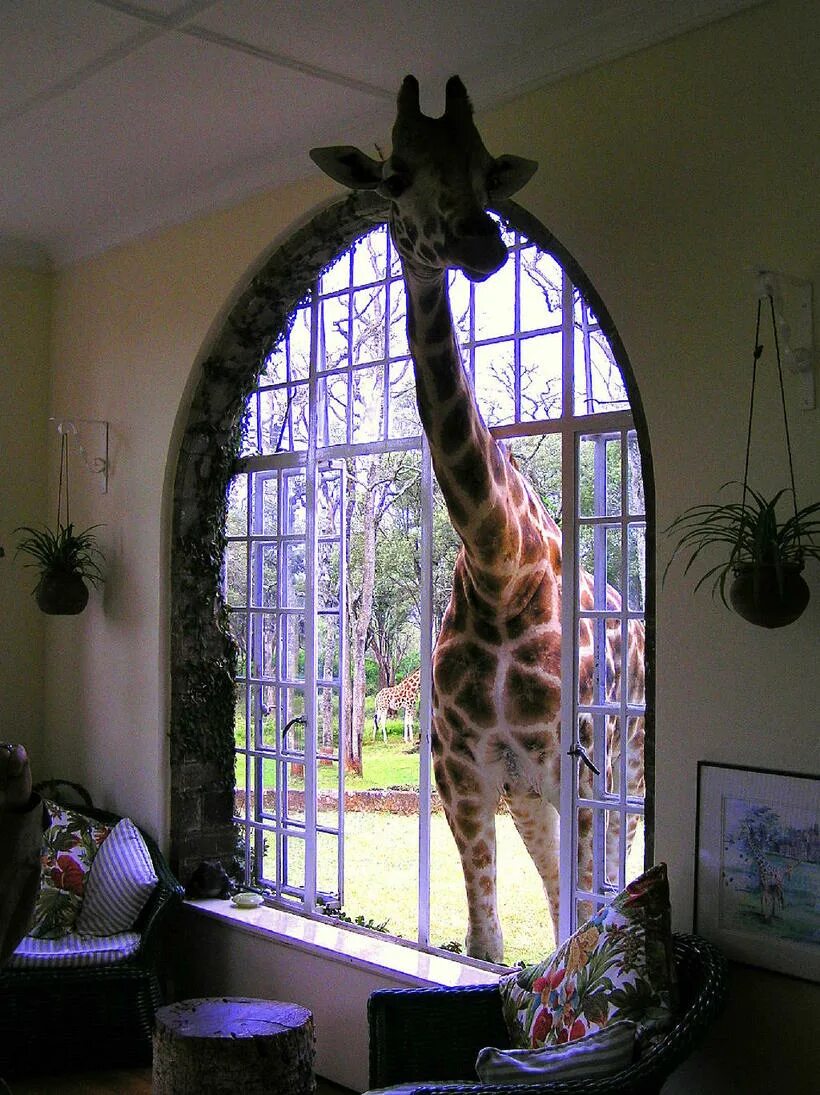 Giraffe manor (усадьба жирафов), кения. Отель с жирафами в кении. Жираф в окне. Жираф в окне. Жираф в окне.