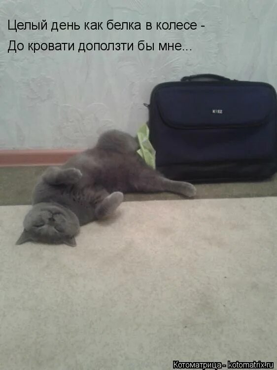 доползти бы до кровати. фразы про конец рабочего дня. целый день была на работе. анекдот дня. доползти до кровати приколы.