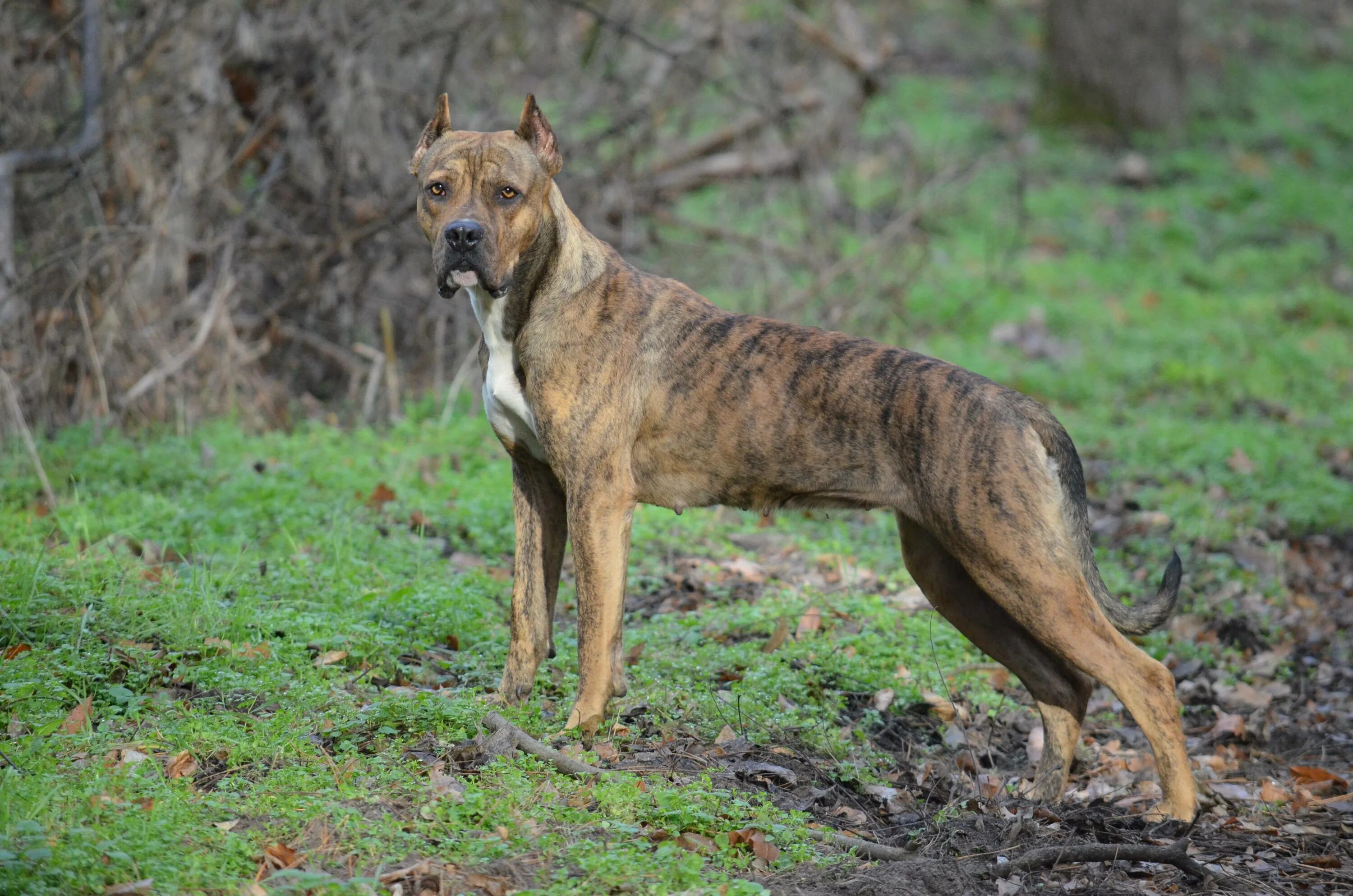 Испанских бульдогов — аланов. Порода алано. Алано собака. Испанский алано. Собака алано испаньола.