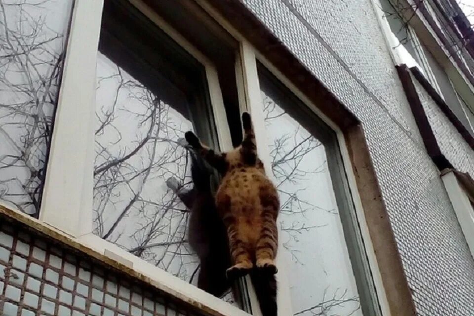 Повешенные кошки. Коты застревают в окнах. Коты в окне. Кошка застряла в окне. Кот застрял в окне.