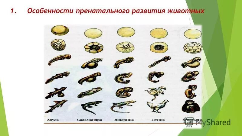 периоды развития животных