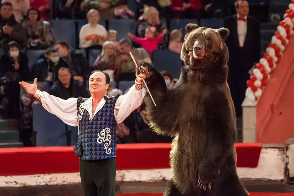 Дрессированный медведь. Медвежонок в цирке. Дрессированные медведи. Дрессированные животные в цирке. Медведь на арене цирка.