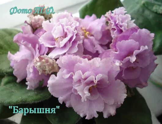 фиалка н барышня. фиалка н яснолика. 320-8 dep antique doll. фиалка lilian jarrett. н барышня.