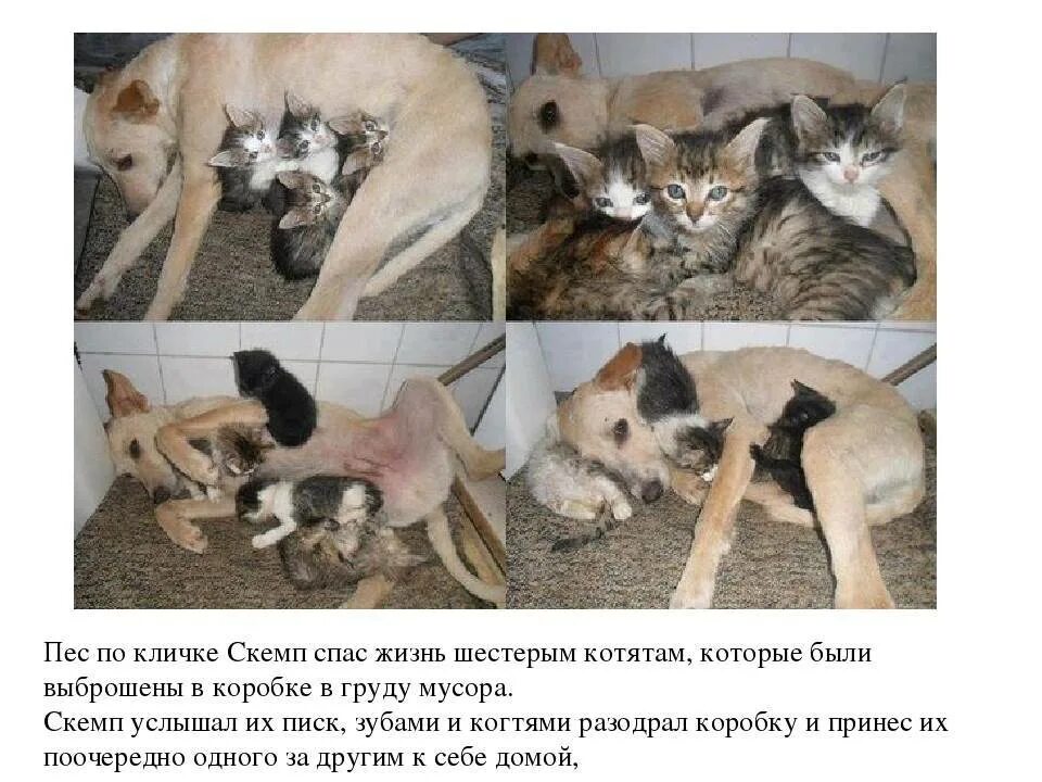 Помоги выбрать кота. Котенка принесли домой. Подобрали котенка с улицы.