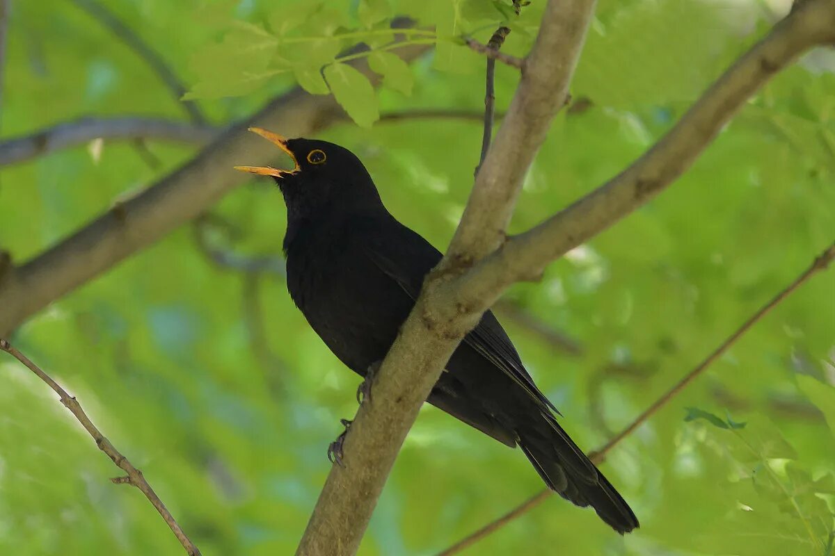 черный дрозд слушать